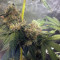 Graines de cannabis Sugar Breath (Humboldt Seeds Organization)