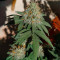 Moby Dick strain seeds