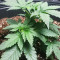 Green Crack Fast Version (Herbies Seeds)