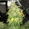 Original Auto Russian Seeds