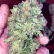 Original Auto AK Seeds