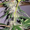 Auto Purple Gorilla Seeds