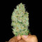 Big Bomb regular (Bomb Seeds)