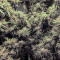 Big Bomb feminized seeds
