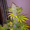 Congo x Kali China Seeds