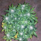 Graines de cannabis Critical Mass Automatic (Big Buddha Seeds)