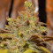 Critical Super Silver Haze Seeds