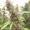 Graines de cannabis Durban regular (Sensi Seeds)