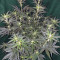 Gelato Auto feminized seeds (Original Sensible Seeds)