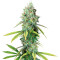 Semi femminizzati Golden Berry
