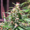 Graines de cannabis Green Haze Regular (Ace Seeds)