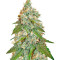 Jack Herer feminized seeds (Sensi Seeds)