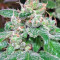 Graines de cannabis Kali China Breeders Pack (Ace Seeds)