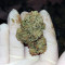 Kosher Sorbet (DNA Genetics)