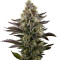 Graines de cannabis LA Widow (Kera Seeds)