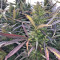 Lebanese Regular strain