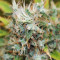 Semi femminizzati Moby Dick (Green House Seeds)