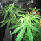 Graines de cannabis Northern Lights Auto (White Label)