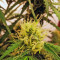Graines de cannabis Northern Lights Auto (White Label)