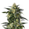 OG Kush Express Auto Seeds