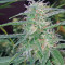 Old school Seeds