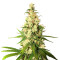 Semillas feminizadas Pineapple Express (G13 Labs)