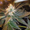 Supercheese Seeds