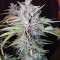 Sweet ZZ (Sweet Z) (RQS)