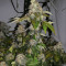 Washing Machine (Ripper Seeds)