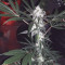 Wedding Cake Feminized Seeds