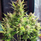 Blueberry Cookies Auto marijuana strain