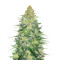 Critical Sensi Star Early Version Seeds