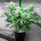 Diesel Berry Auto (Auto Seeds)