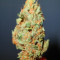 Graines de cannabis El Alquimista (Samsara Seeds)