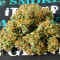 Semi femminizzati Exodus Cheese Auto CBD