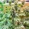 Hero Cookies Feminized Seeds (AlphaFem Seeds)