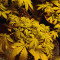 Quick Gorilla feminized seeds