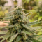 LSD Seeds - Cannabis Strain Seeds for Sale