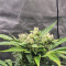 Compre sementes feminizadas Bruce Banner #3 Auto da Herbies Seeds