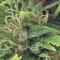 LSD Seeds - Cannabis Strain Seeds for Sale
