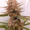 Gorilla Cookies Seeds