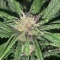 Vente de graines de cannabis LSD-25 Auto (Fast Buds)