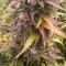 Caramelo Early Version Seeds (Delicious Seeds) - Cannabis Strain Seeds for Sale