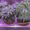 Mimosa EVO Seeds (Barney’s Farm) - Cannabis Strain Seeds for Sale