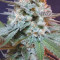 Gorilla Z Seeds - Cannabis Strain Seeds for Sale