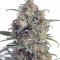 Compre sementes feminizadas Runtz da Seedstockers