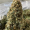 Sementes Feminizadas Monster Bruce Banner Auto