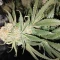 Amnesia Lemon Kush Seeds (Original Sensible Seeds) - Cannabis Strain Seeds for Sale