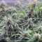 GG#4 Original Glue Seeds