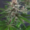 DDoS #33 Seeds (Herbies Seeds) - Cannabis Strain Seeds for Sale